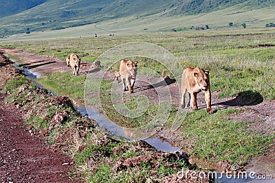 Three lioness with cubs, go along road in wild.