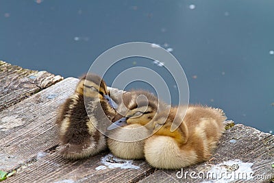 Three Little Ducklings Sleeping Together on a Lake Dock