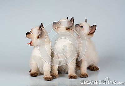 Three little kittens Siamese