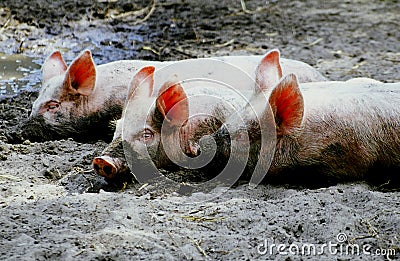 Three little pigs