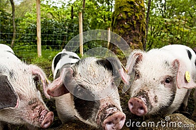 Three little pigs