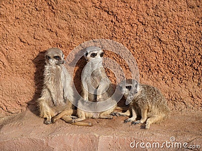 Three meerkats