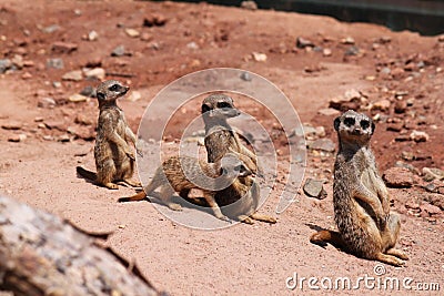 Three meerkats in a line and a little one