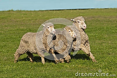 Three merino sheep running in formation