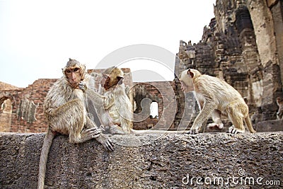 Three monkey and old building