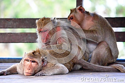 Three monkeys