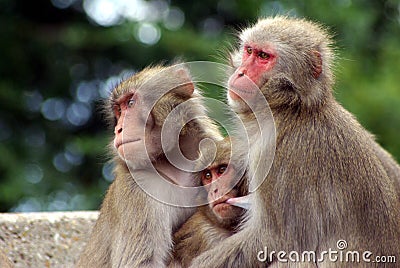 Three monkeys