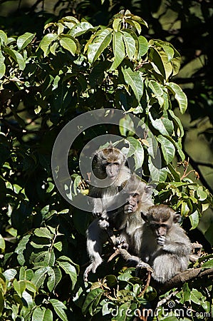 Three Monkeys b