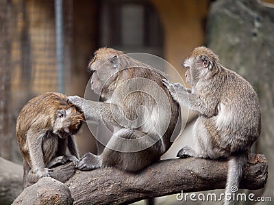 Three monkeys (crab eating macaque) grooming.