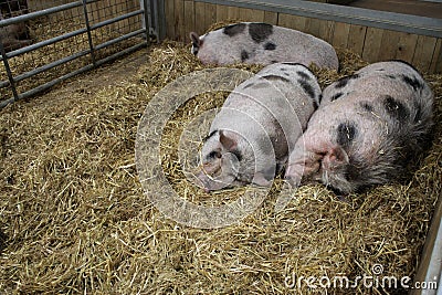 Three pigs sleeping
