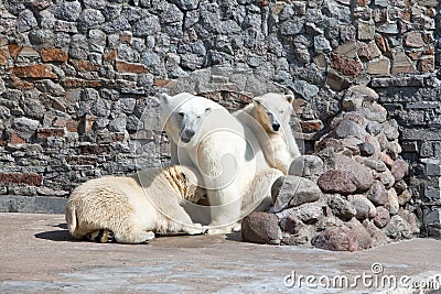 Three polar bears in a zoo