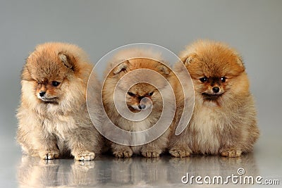 Three pomeranian puppies