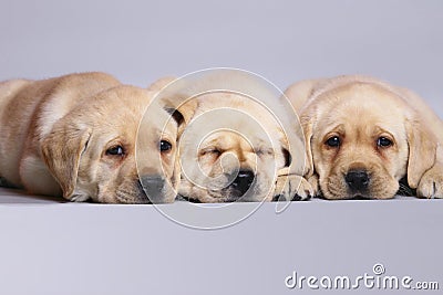 Three puppies labrador retriever.