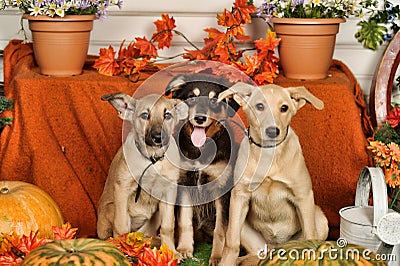 Three puppies with pumpkins