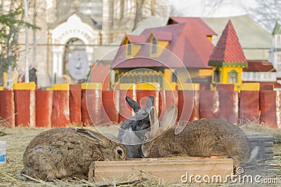 Three rabbits in the their castle