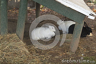 Three rabbits under a roof