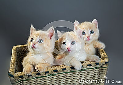 Three red kittens