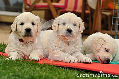 Three restin golden retriever puppies on garden