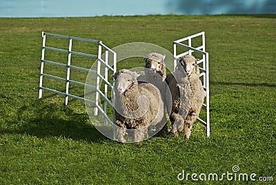Three sheep running through gate.
