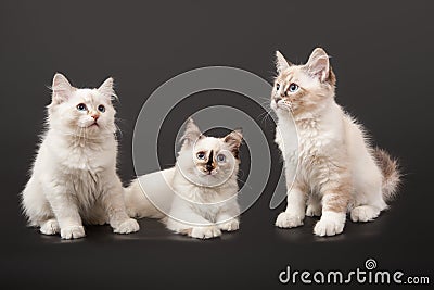 Three Siberian forest kittens