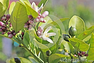 Three Stages of Lemon Growth