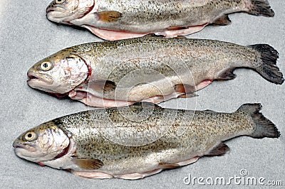 Three trout fish