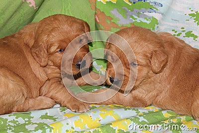 Three week old Golden Retriever puppies together