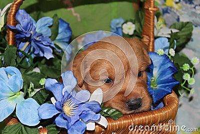 Three week old Golden Retriever puppy in flower basket