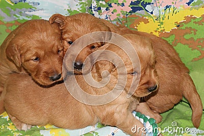 Three week old trio Golden Retriever puppies together