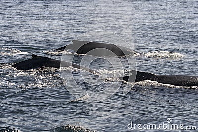 Three whales in the ocean