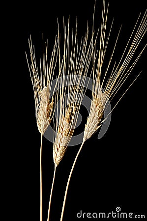 Three Wheat Ears