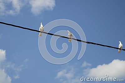 Three White Doves, Sky and Clouds