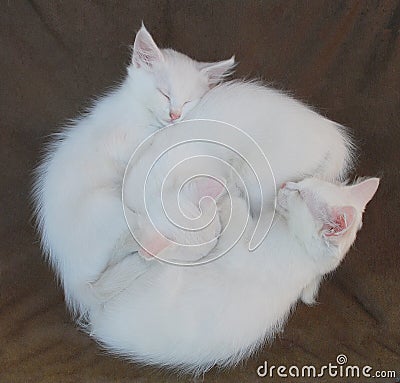 Three White Kittens on Brown Chair