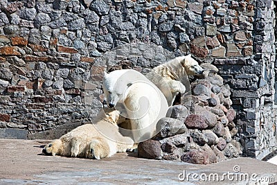 Three white polar bears