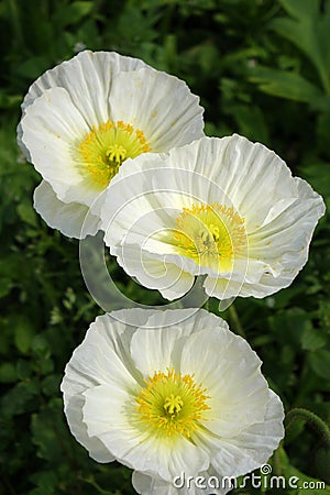 Three white Poppy flowers