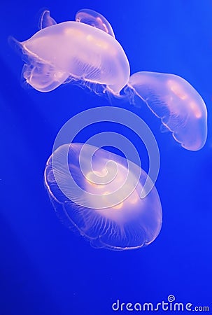 Three white translucent jellyfish