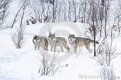 Three Wolves in the Snow