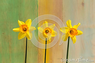Three Yellow Daffodil flowers - Narcissus