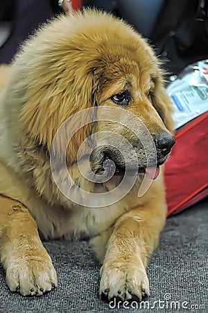 Tibetan mastiff puppy