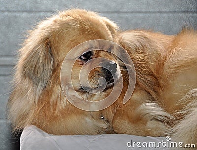 Tibetan Spaniel dog