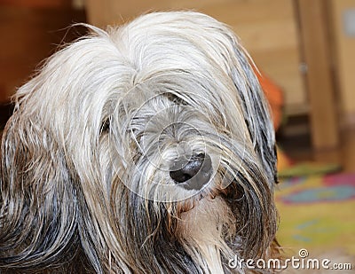 Tibetan Terrier Tibetan Terrier