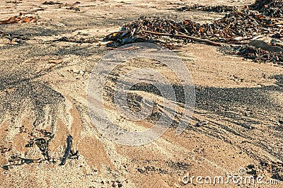 Tide Scoured Beach Sea Weed and Sand Grains