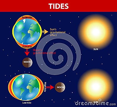 Tides. Vector diagram.