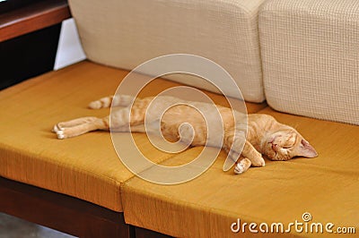 Tiger Cat Sleep Sofa