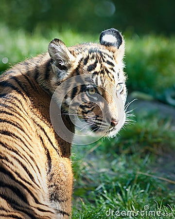 Tiger cub