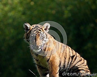 Tiger cub