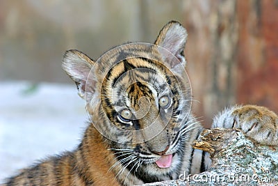 Tiger cub