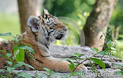 Tiger cub profile