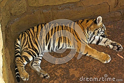 Tiger cub sleeping