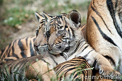 Tiger Cubs